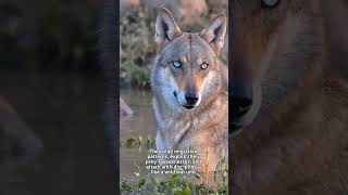 Gray Wolf — “The Power of Unity” #greywolf #PackHunters #naturestorytelling #cinematicanimals