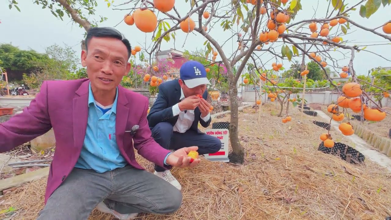 VƯỜN HỒNG TẾT ĐẠI PHÁT -  THÔN LẠC THÀNH, TÂY NINH, TIỀN HẢI, THÁI BÌNH