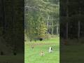 Chickens chasing away a bear #homestead #farm #nature #animals