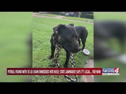 Stray dog found with massive chain padlocked around neck prompts Oklahoma lawmaker to draft animal a