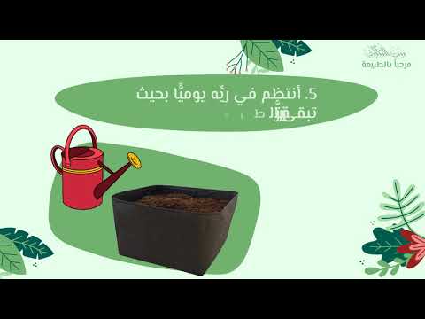 هيا نزرع نبات الخس 