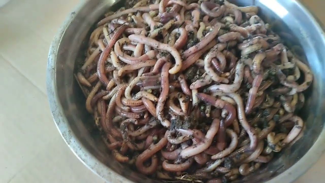 Series from the life of a worm for fishing - Dendrobena@