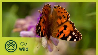 Butterflies - A Feast of Life (Children of the Sun 1/2) | Go Wild