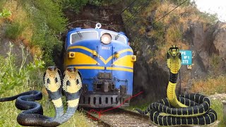 Crazy Five headed Snake and King cobra Stops the train funny video by Sun Daily