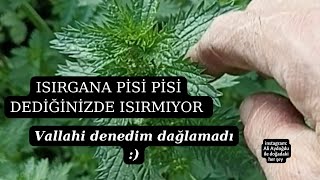 Isirgana Pi̇si̇ Pi̇si̇ Dersen Isirmiyirmuş, Denedi̇m . I