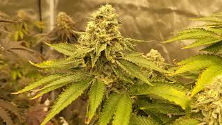 Photontek X 600w Pro Grow Diary - ep10 - Day 50 of Flower