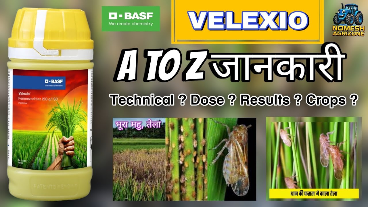 Velexio insecticide BASF ! BASF new insecticide velexio ! BPH,WBPH, Hoppers ! VELEXIO BASF !