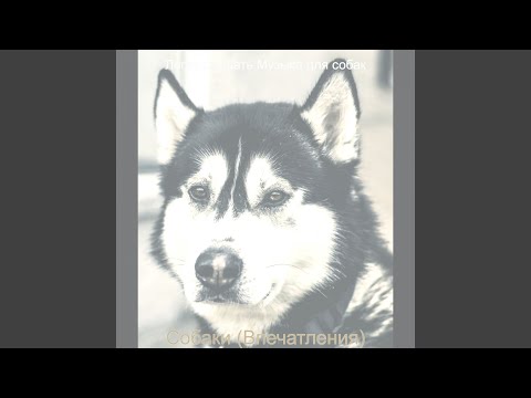 Легко слушать Музыка для собак - Настроения (Собаки)