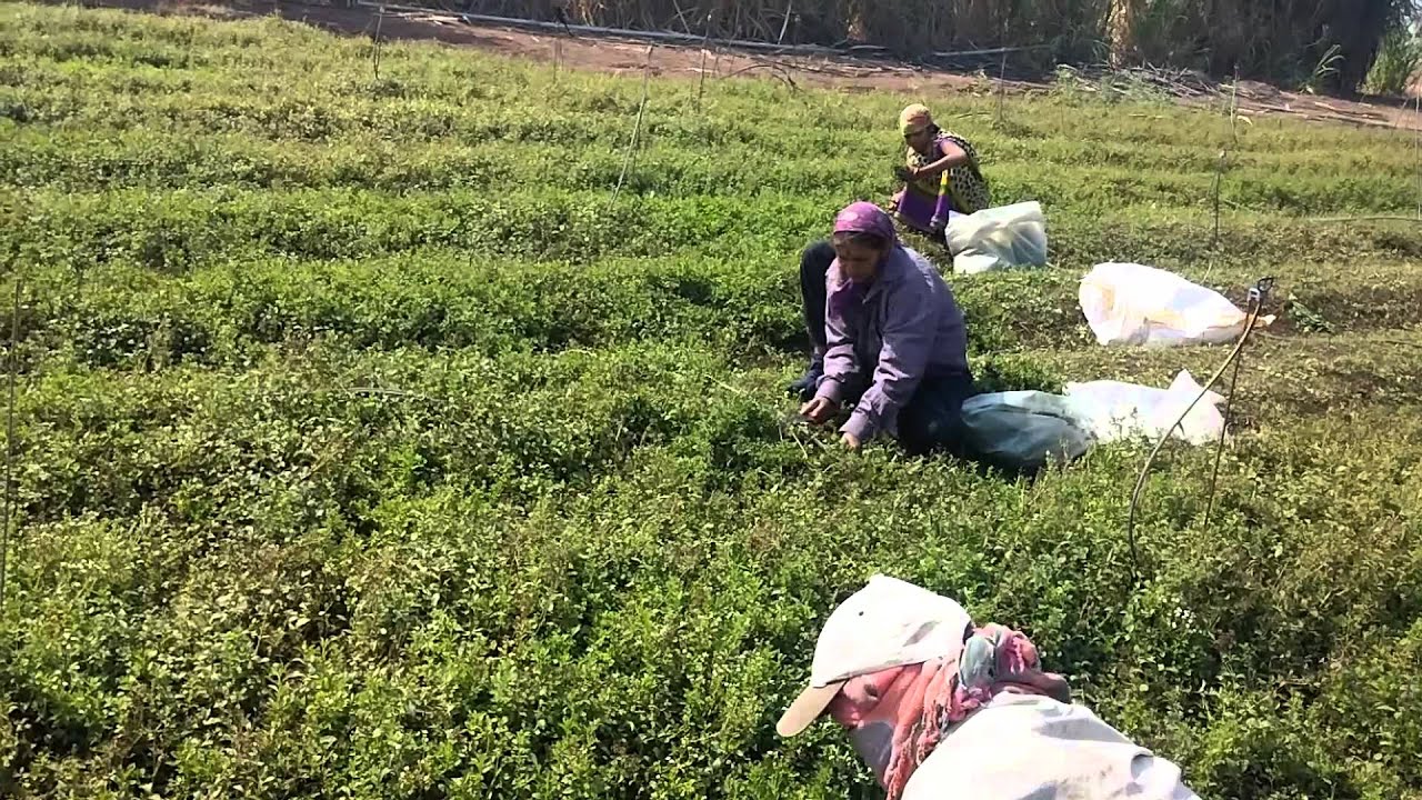 stevia plant harvesting YouTube