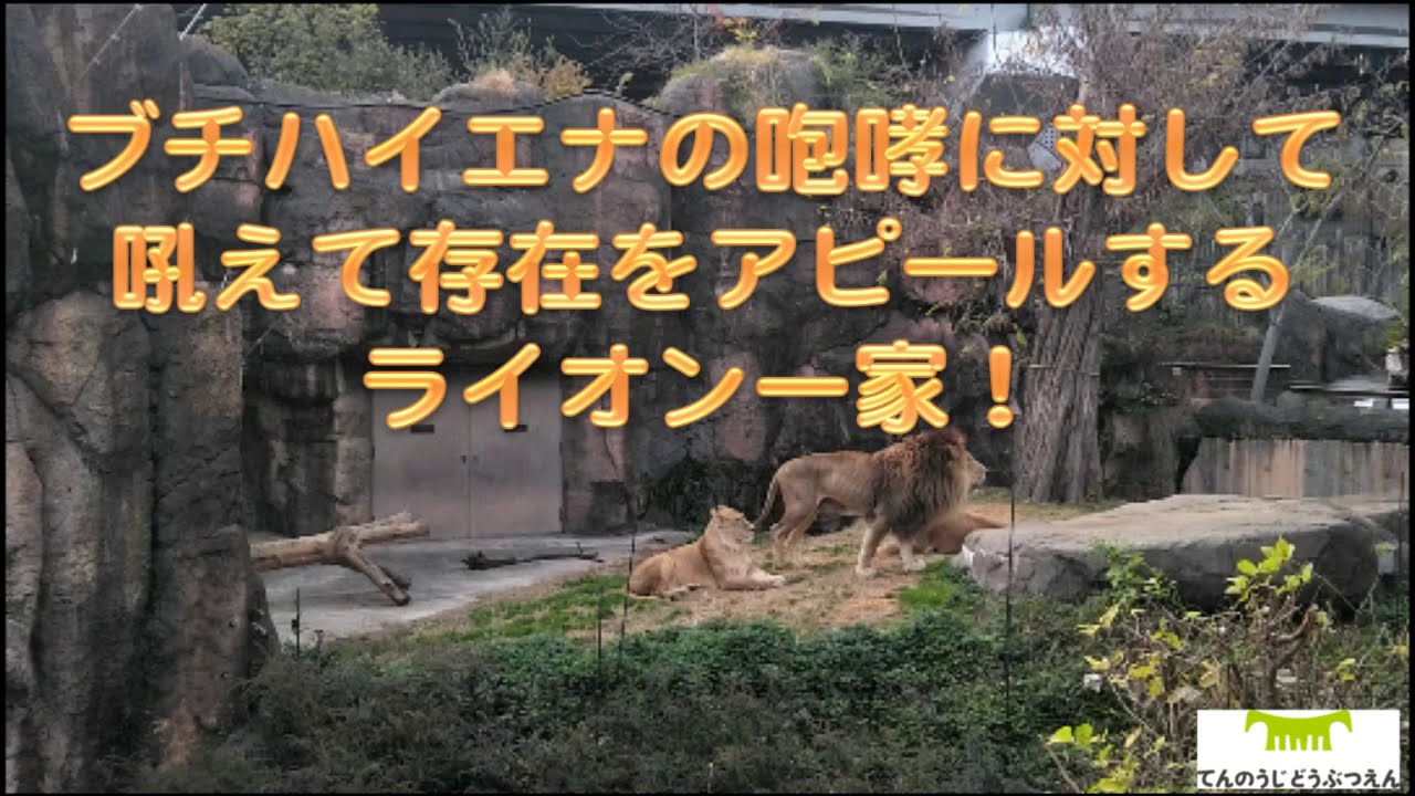 天王寺動物園】ブチハイエナの咆哮に対して吼えて存在をアピールする