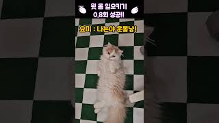 윗몸일으기기 하다 실패한 먼치킨 고양이 #운동냥 #키요미키우기 #개냥이 #munchkin_cat #윗몸일으키기