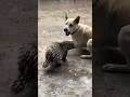 #porcupine frightens dog