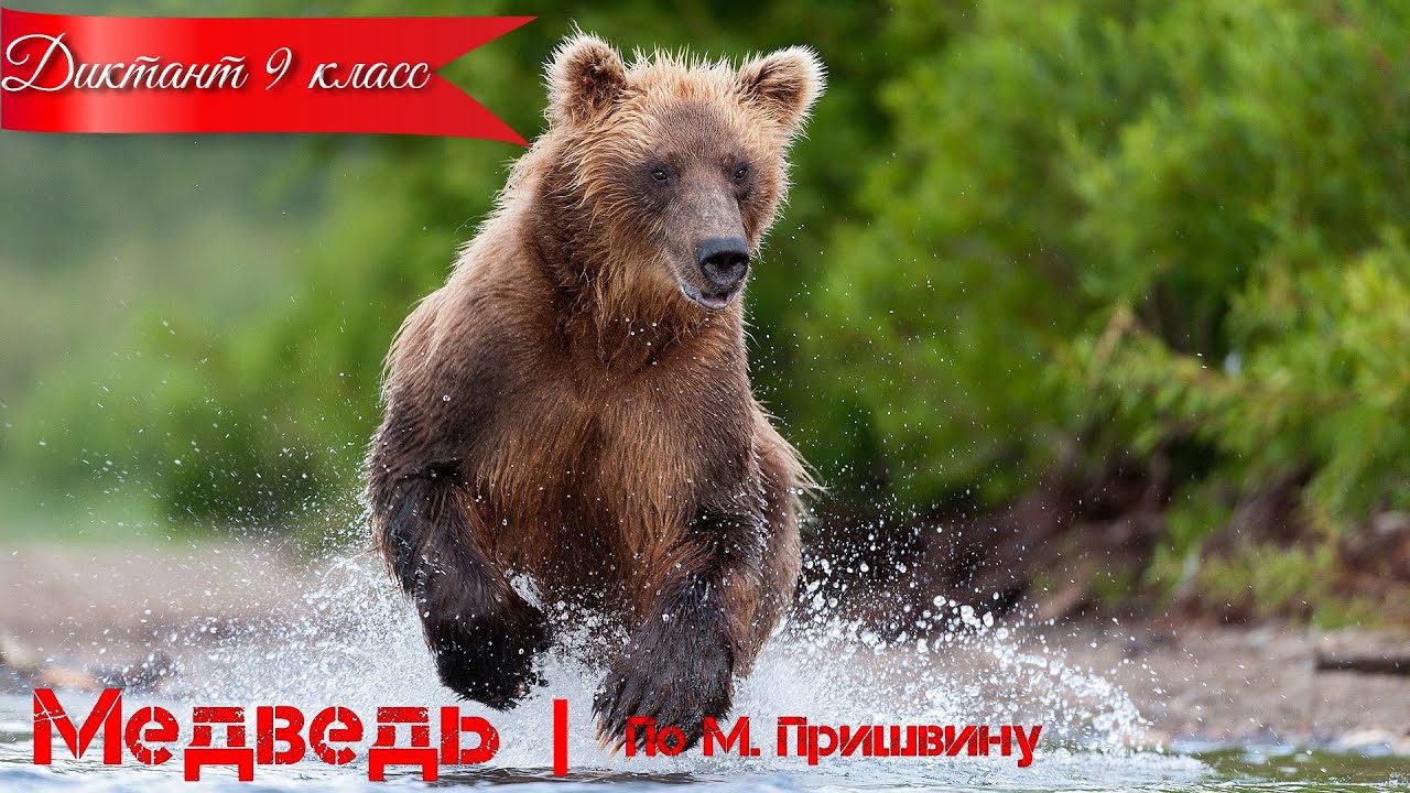 Диктант по русскому языку с проверкой! 9 класс. Медведь #диктант9класс ...