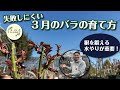 新芽が出てくる3月は「水やり」が超重要です！【バラの育て方解説】