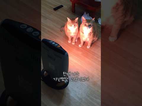 18세 장수고양이의 묘생역전 스토리 #자수성가 #고양이 thumbnail