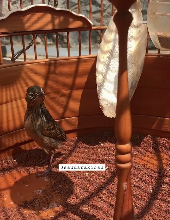 Ciri ciri memilih branjangan parva prospek bagus , walau ekor bondol tapi sadis