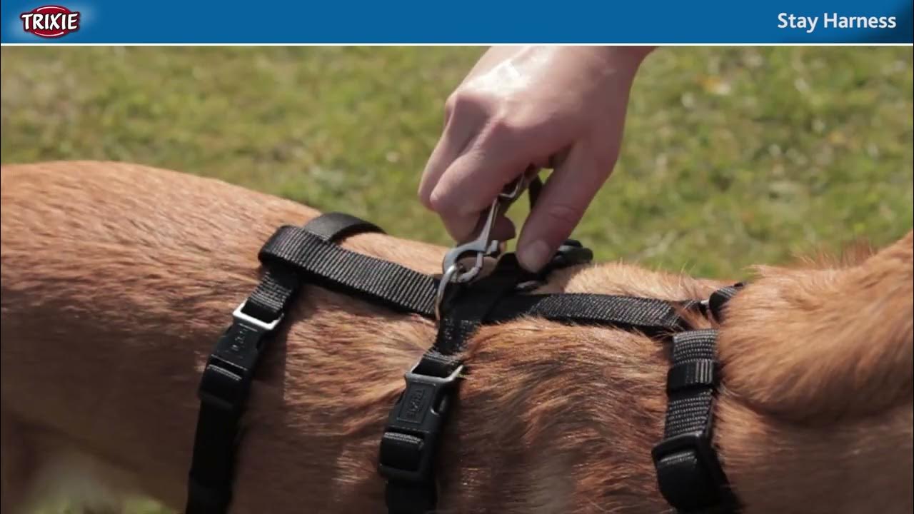 The Stay harness for skittish dogs TRIXIE Heimtierbedarf YouTube