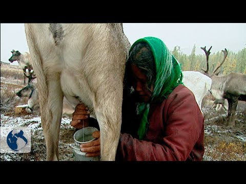 Video: ¿Eran nómadas los bosques del este?