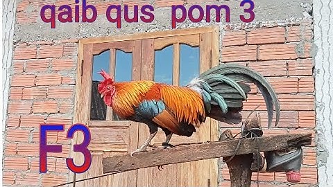 qaib qus pom 3 qua zoo npaj dib xyoo 2022 nawb