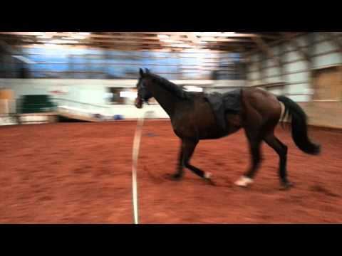 Amadeus lunging