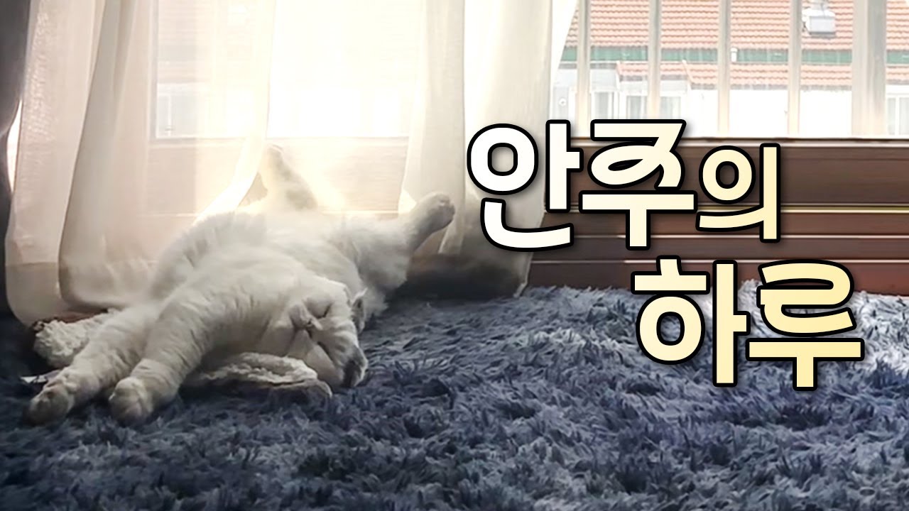 오늘의 안주는 힐링입니다.