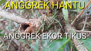 MENCARI ANGGREK HANTU DAN ANGGREK EKOR TIKUS KETEMU BANYAK
