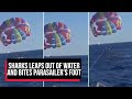 Shocking moment sharks leaps out of water and bites parasailers foot at red sea resort  cobrapost