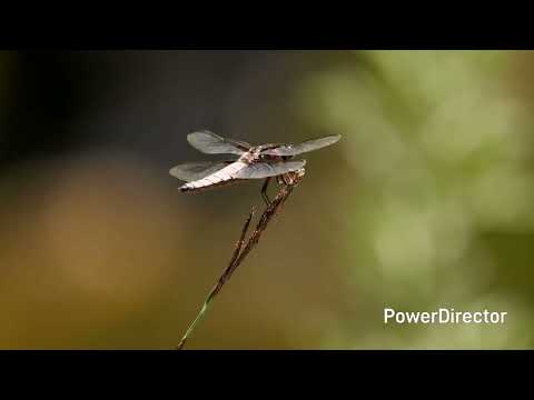 Going For Gold 2007 Simon Wolfe High Tone