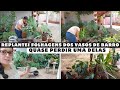 DIA DE REPLANTAR FOLHAGENS DOS  VASOS DE BARRO| MUDEI ALGUMAS DE LUGAR #plantas #jardim