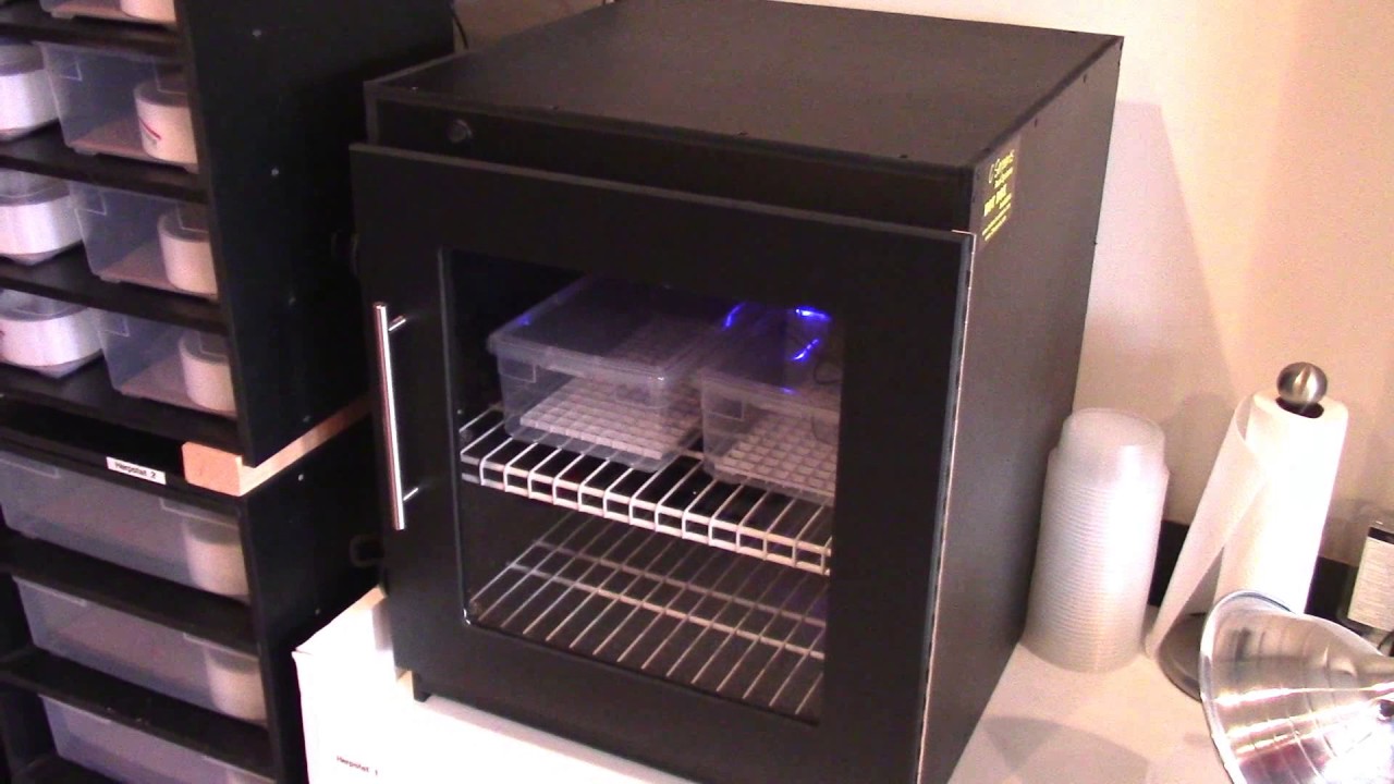 homemade incubator for ball python eggs homemade incubator for ball python eggs