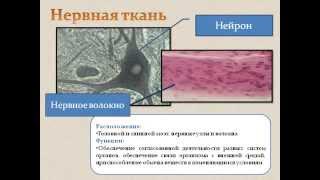 Ткани человека.AVI Ткани человека.AVI