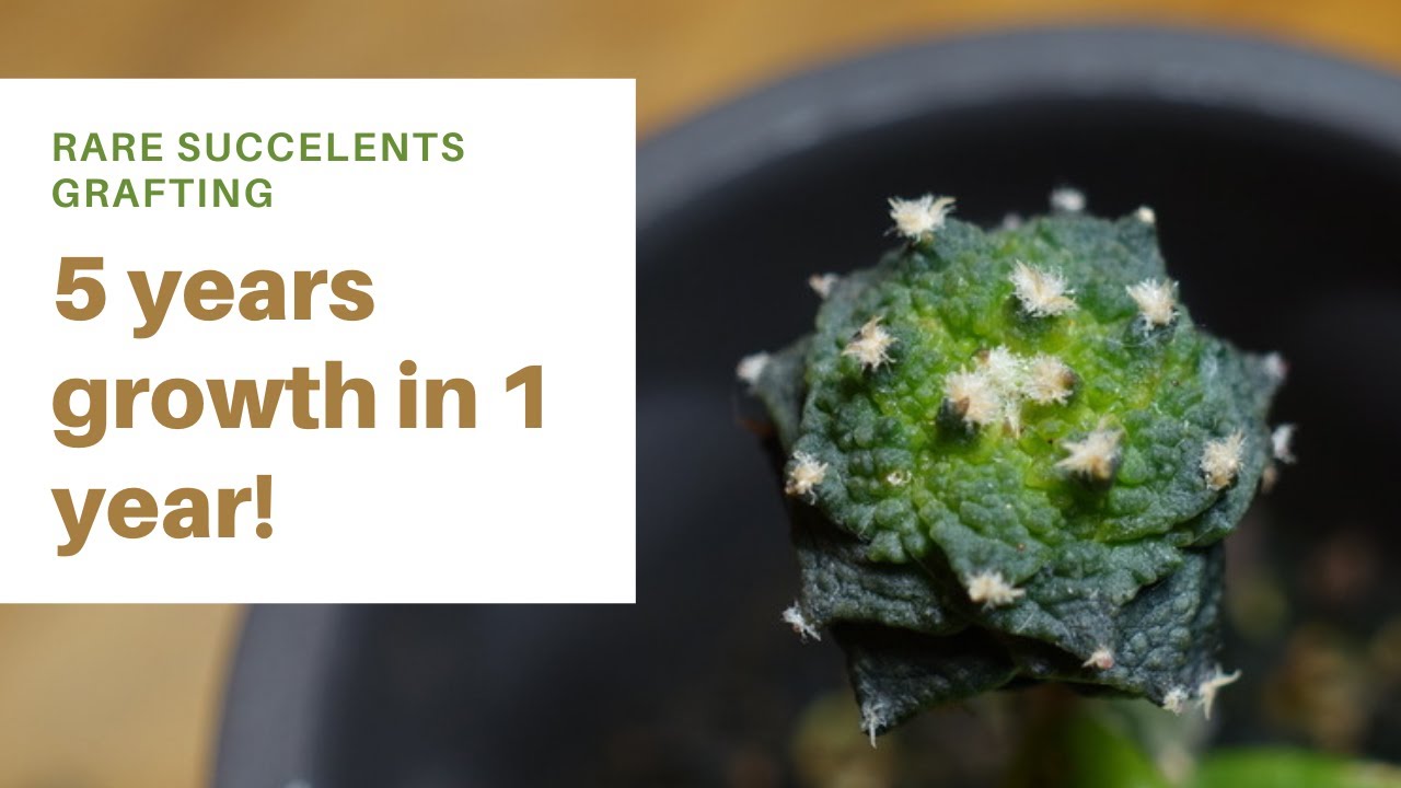How to graft Ariocarpus(Super rare succulent): 5 years growth in 1!
