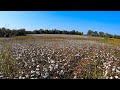 10/6/2020:  Combine Accident Update, Preparing to Resume Harvest, and a Big Surprise!!! (4K)