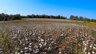 10/6/2020:  Combine Accident Update, Preparing to Resume Harvest, and a Big Surprise!!! (4K)