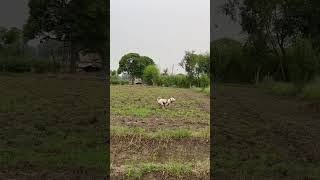 Aaj Mar Deta Pitbull Vs