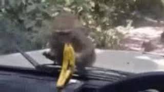 Dumb Monkey GIF