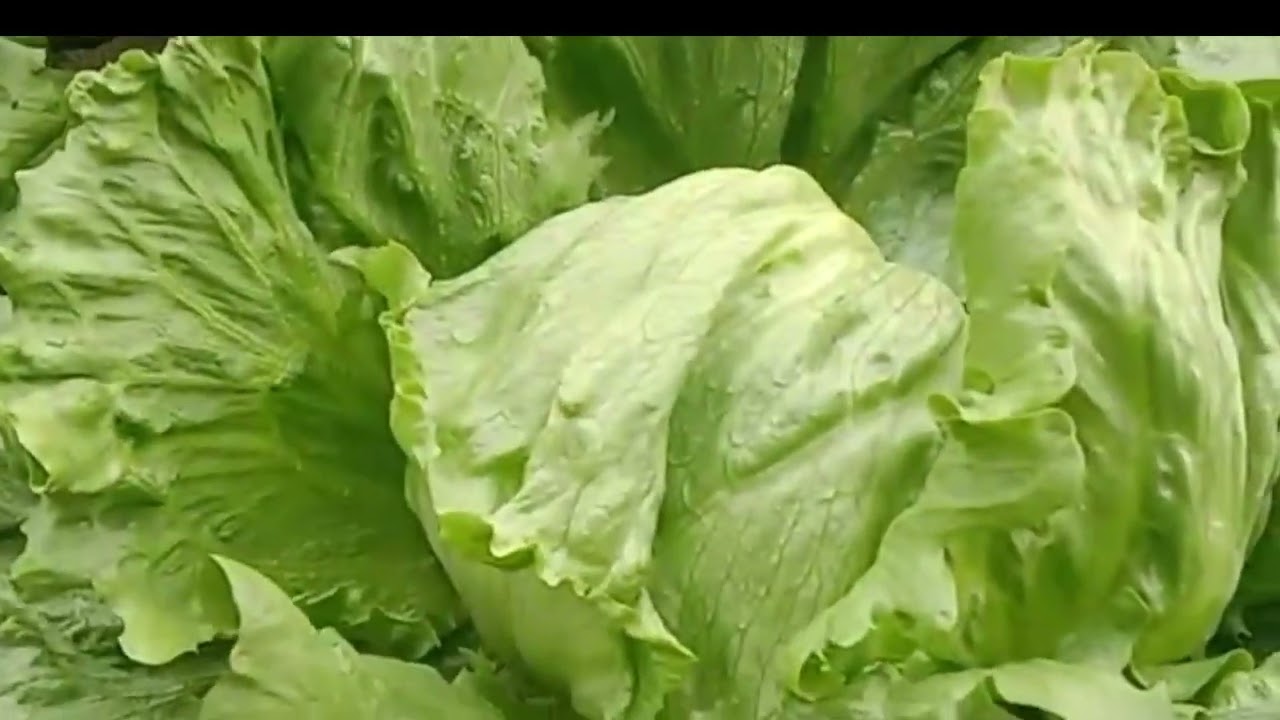 iceberg lettuce cultivation in Pakistan YouTube