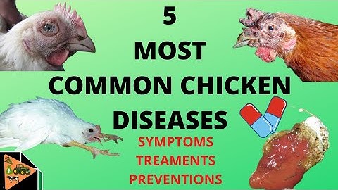 HOW TO PREVENT AND TREAT THE 5 MOST COMMON CHICKEN DISEASES (newcastle, fowl pox, marek