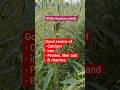 white Sesame seeds || Healthy seeds #shorts #trending