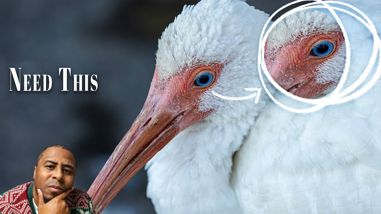 Learning to do this More when Filming my Wildlife Pursuit on the Canon R6 MK II