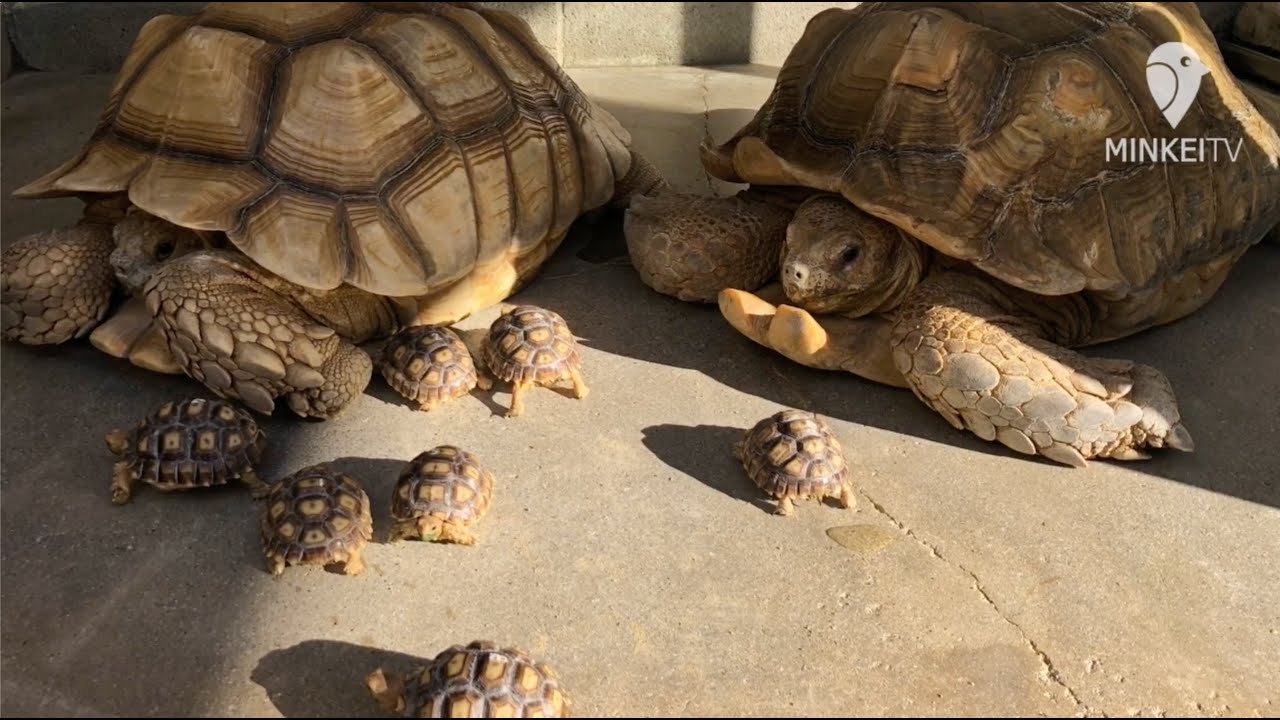 志摩マリンランド 動くメロンパン ガメラの赤ちゃん 続々誕生 伊勢志摩経済新聞