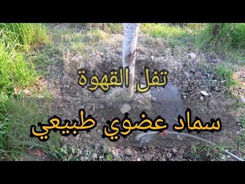تفل القهوة سماد طبيعي يساعد على نمو النباتات الاشجار زراعة