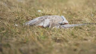 Sandhill cranes suffer tragic losses as bird flu sweeps through southern Indiana