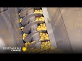 Potato Processing Techniques and Procedures