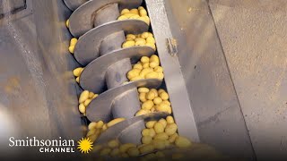 Making Factory Mashed Potatoes is a Highly Automated Process 🥔 Inside the Factory | Smithsonian by Smithsonian Channel 34,465 views 10 months ago 3 minutes, 1 second