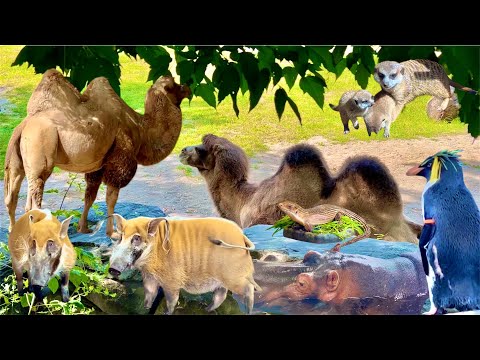 Exploring The Wild Side