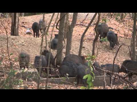 Collared Peccary-Pig-like But Not A Pig