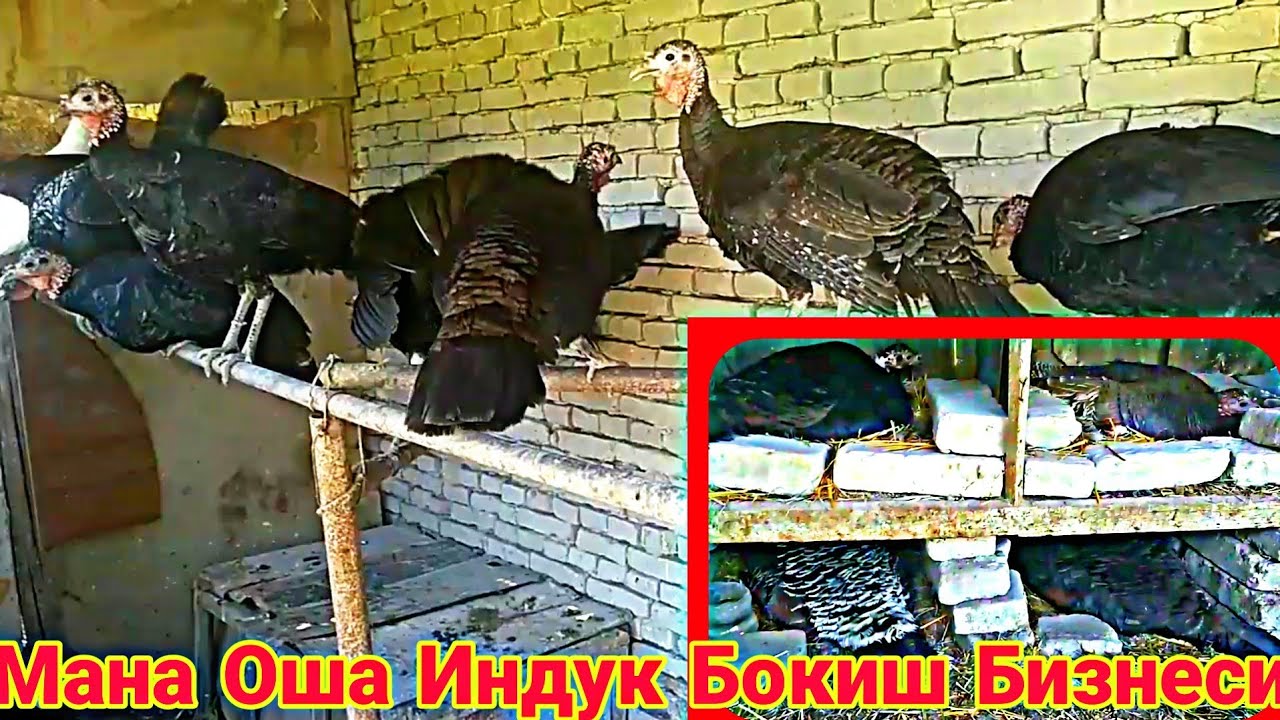 УЙ ШАРОИТИДА ИНДЮК КОПАЙТИРИШ БОКИШ БИЗНЕСИ СИЗ КУТГАН ВИДЕО