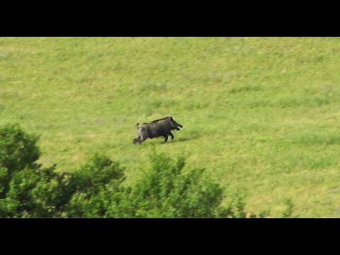 kastamonu ihsangazi domuz avı