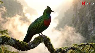 Calm Piano Sanctuary with Singing Birds 🌿 Peaceful Relaxation for Every Day